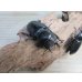 画像4: ☆新成虫☆パラワンオオヒラタクワガタ♂100ミリ♀51ミリペア＋♀46ミリ計3頭トリオ販売！！ (4)