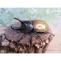 ☆新成虫☆D.H.レイディ♂70ミリ♀フリーサイズペア販売！！