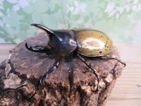 ☆新成虫☆D.H.レイディ♂70ミリ♀フリーサイズペア販売！！