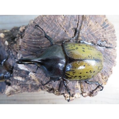 画像2: ☆新成虫☆D.H.レイディ♂71ミリ♀フリーサイズペア販売！！