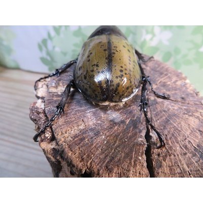 画像3: ☆新成虫☆D.H.レイディ♂71ミリ♀フリーサイズペア販売！！