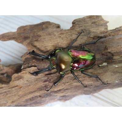 画像2: ☆ピカール血統☆ニジイロクワガタ♂54ミリ♀フリーサイズペア販売！！