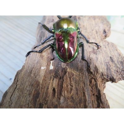 画像3: ☆ピカール血統☆ニジイロクワガタ♂54ミリ♀フリーサイズペア販売！！