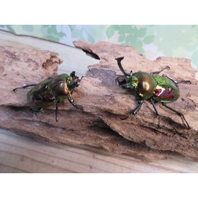 画像5: ☆ピカール血統☆ニジイロクワガタ♂54ミリ♀フリーサイズペア販売！！