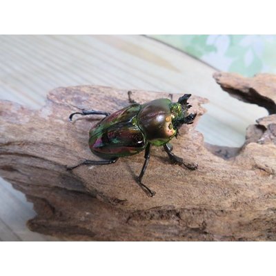 画像4: ☆ピカール血統☆ニジイロクワガタ♂54ミリ♀フリーサイズペア販売！！