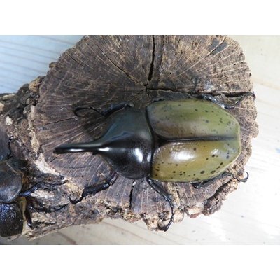 画像2: ☆新成虫☆D.H.レイディ♂70ミリ♀フリーサイズペア販売！！