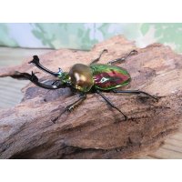 ☆ピカール血統☆ニジイロクワガタ♂54ミリ♀フリーサイズペア販売！！