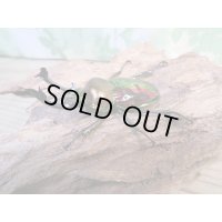 ☆ピカール血統☆ニジイロクワガタ♂54ミリ♀フリーサイズペア販売！！