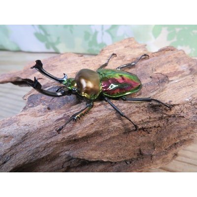 画像1: ☆ピカール血統☆ニジイロクワガタ♂54ミリ♀フリーサイズペア販売！！