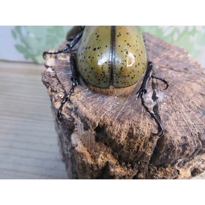 画像3: ☆新成虫☆D.H.レイディ♂70ミリ♀フリーサイズペア販売！！