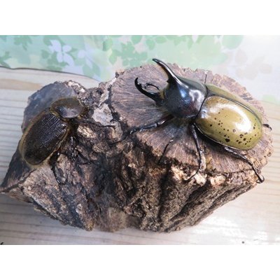 画像5: ☆新成虫☆D.H.レイディ♂70ミリ♀フリーサイズペア販売！！