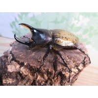 ☆新成虫☆D.H.レイディ♂71ミリ♀フリーサイズペア販売！！