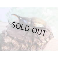 ☆新成虫☆D.H.レイディ♂71ミリ♀フリーサイズペア販売！！