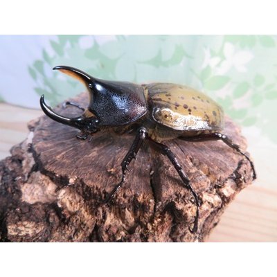 画像1: ☆新成虫☆D.H.レイディ♂71ミリ♀フリーサイズペア販売！！