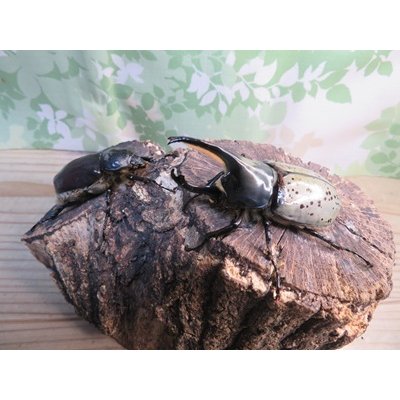 画像5: ☆新成虫☆グラントシロカブト♂74ミリ♀51ミリペア販売！！