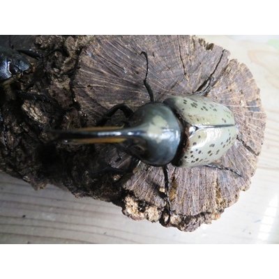 画像2: ☆新成虫☆グラントシロカブト♂74ミリ♀51ミリペア販売！！