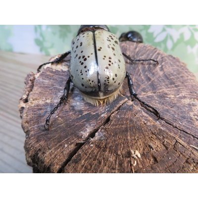 画像3: ☆新成虫☆グラントシロカブト♂74ミリ♀51ミリペア販売！！