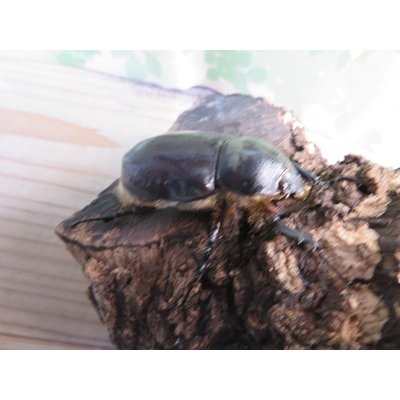 画像4: ☆新成虫☆グラントシロカブト♂74ミリ♀51ミリペア販売！！