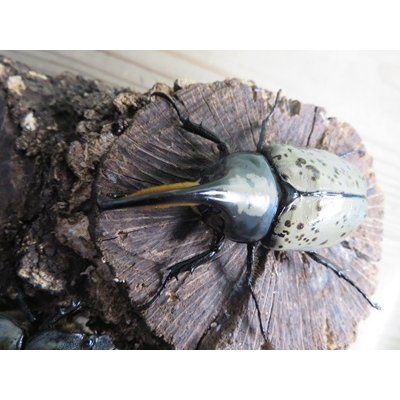画像2: ☆新成虫☆グラントシロカブト♂74ミリ♀52ミリペア販売！！
