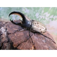☆新成虫☆グラントシロカブト♂74ミリ♀52ミリペア販売！！