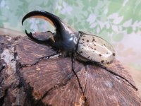 ☆新成虫☆グラントシロカブト♂74ミリ♀52ミリペア販売！！