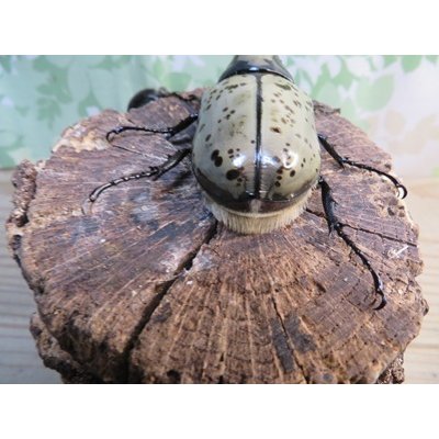 画像3: ☆新成虫☆グラントシロカブト♂74ミリ♀52ミリペア販売！！