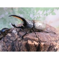 ☆新成虫☆グラントシロカブト♂74ミリ♀51ミリペア販売！！