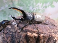 ☆新成虫☆グラントシロカブト♂74ミリ♀51ミリペア販売！！