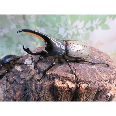 画像1: ☆新成虫☆グラントシロカブト♂74ミリ♀51ミリペア販売！！