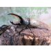 画像1: ☆新成虫☆グラントシロカブト♂74ミリ♀51ミリペア販売！！ (1)