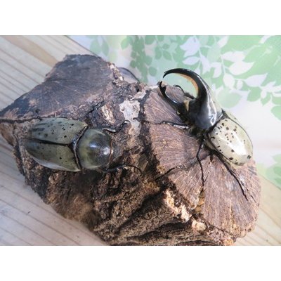 画像5: ☆新成虫☆グラントシロカブト♂74ミリ♀52ミリペア販売！！