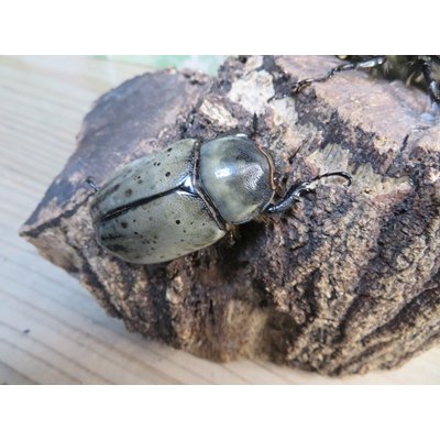 画像4: ☆新成虫☆グラントシロカブト♂74ミリ♀52ミリペア販売！！