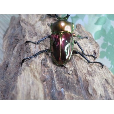 画像3: ☆レッド血統☆ニジイロクワガタ♂48ミリ♀フリーサイズペア販売！！