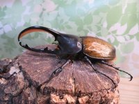 ☆新成虫☆D.H.オキシデンタリス♂103ミリ♀62ミリペア販売！！