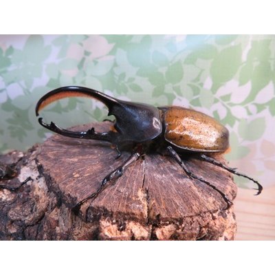 画像1: ☆新成虫☆D.H.オキシデンタリス♂103ミリ♀62ミリペア販売！！