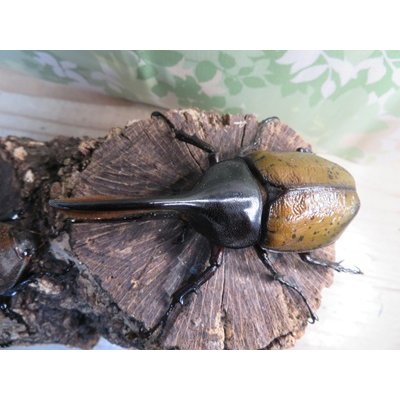 画像2: ☆新成虫☆D.H.オキシデンタリス♂103ミリ♀62ミリペア販売！！