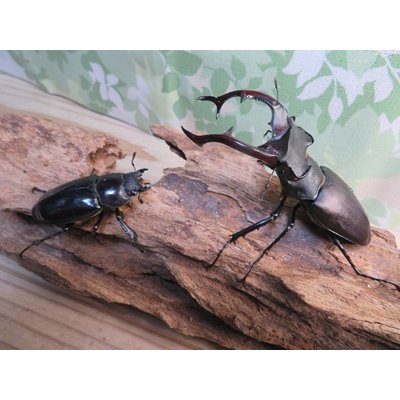 画像5: ☆26年種親用☆アクベシアヌスミヤマクワガタ♂83ミリ♀44ミリペア販売！！