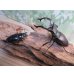 画像5: ☆26年種親用☆アクベシアヌスミヤマクワガタ♂83ミリ♀44ミリペア販売！！ (5)