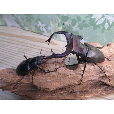 画像5: ☆26年種親用☆大型ユダイクスミヤマクワガタ♂92ミリ♀50ミリペア販売！！