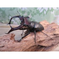 ☆26年種親用☆大型ユダイクスミヤマクワガタ♂92ミリ♀50ミリペア販売！！