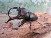 ☆26年種親用☆大型ユダイクスミヤマクワガタ♂92ミリ♀50ミリペア販売！！