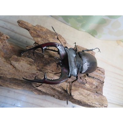 画像2: ☆26年種親用☆アクベシアヌスミヤマクワガタ♂83ミリ♀44ミリペア販売！！