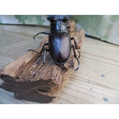 画像3: ☆26年種親用☆アクベシアヌスミヤマクワガタ♂83ミリ♀44ミリペア販売！！