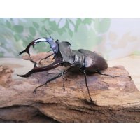 ☆26年種親用☆アクベシアヌスミヤマクワガタ♂83ミリ♀44ミリペア販売！！