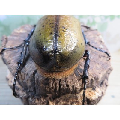 画像3: ☆新成虫☆D.H.オキシデンタリス♂103ミリ♀62ミリペア販売！！