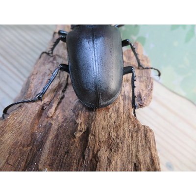 画像3: ☆26年種親用☆大型ユダイクスミヤマクワガタ♂92ミリ♀50ミリペア販売！！