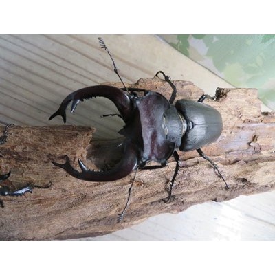 画像2: ☆26年種親用☆大型ユダイクスミヤマクワガタ♂92ミリ♀50ミリペア販売！！