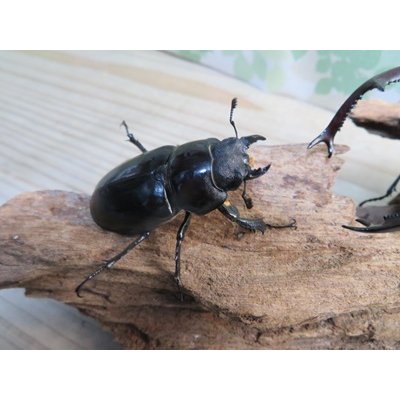 画像4: ☆26年種親用☆大型ユダイクスミヤマクワガタ♂92ミリ♀50ミリペア販売！！