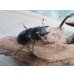 画像4: ☆26年種親用☆大型ユダイクスミヤマクワガタ♂92ミリ♀50ミリペア販売！！ (4)
