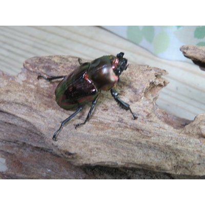 画像4: ☆レッド血統☆ニジイロクワガタ♂48ミリ♀フリーサイズペア販売！！